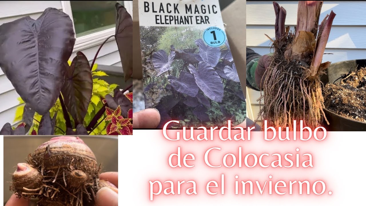 Guardar bulbo de Colocasia para el invierno. #plantas #colocasia #jardinería #jardin #bulbos #otoño