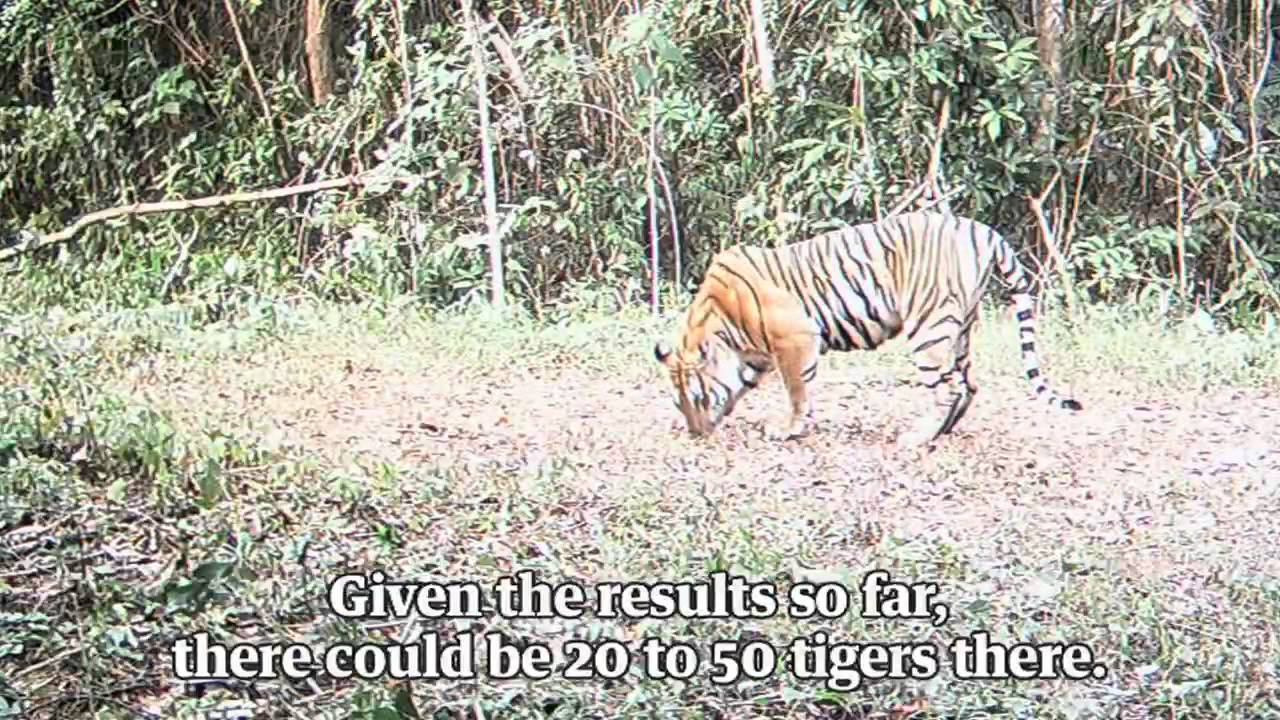 Thailand jungles mask surprise rise in tiger numbers