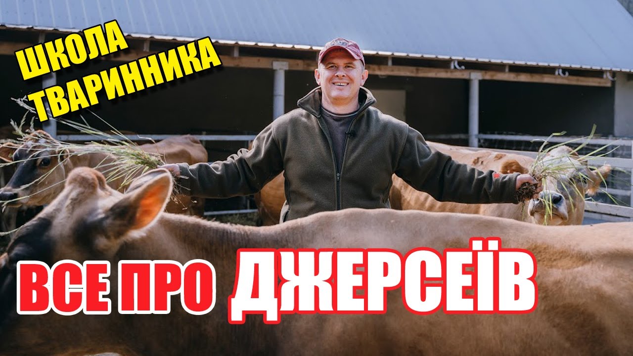 Де в Україні купити джерсеїв? | Джерсійська порода корів | Школа тваринника | Куркуль