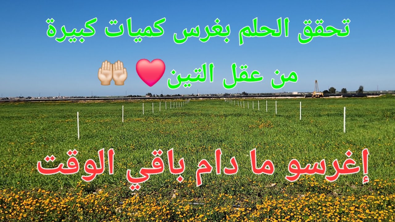 الحلقة 765.🌿 غرس التين متعة كبيرة أتمناها لكم ❤️