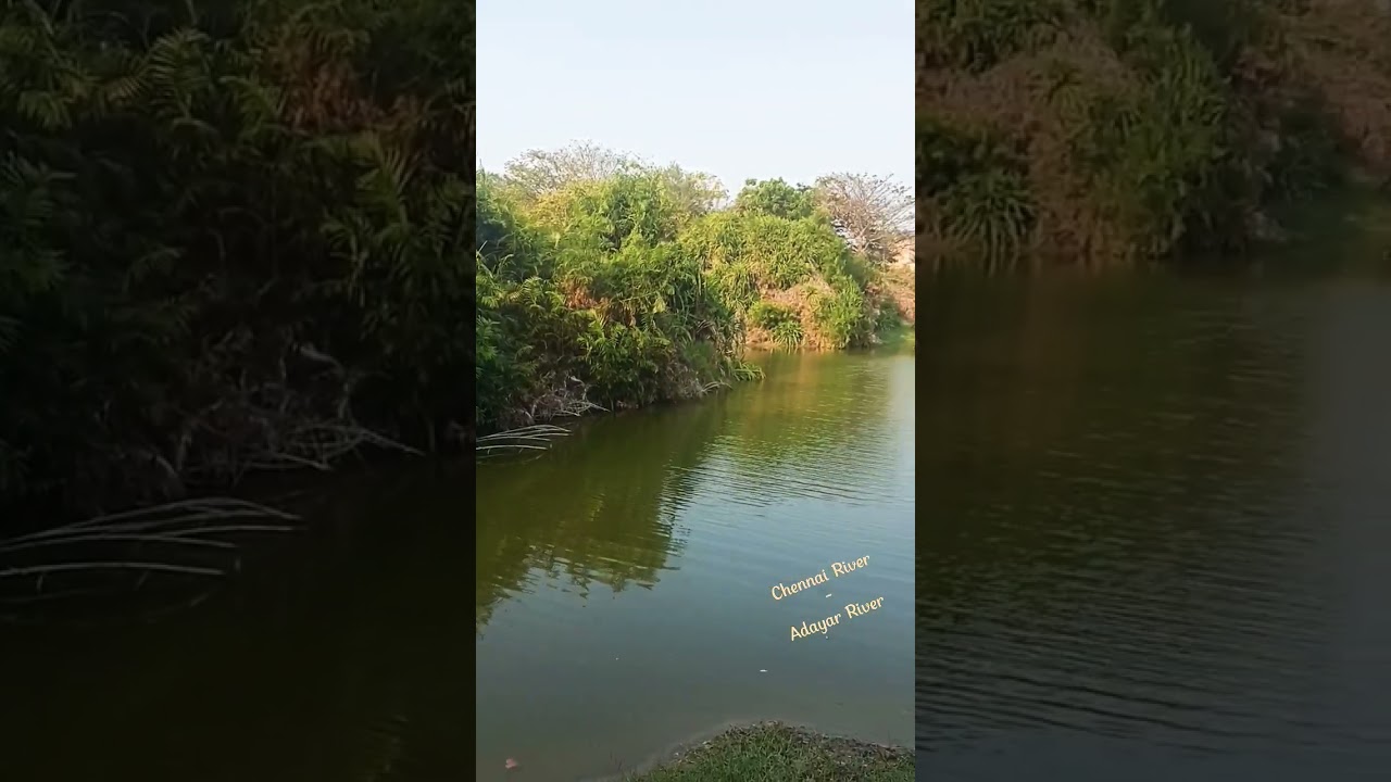 Chennai One of the River Adayar | Tholkapiar Poonga #shortsvideo #song  Most Watch