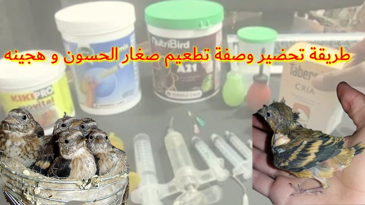 وصفة تطعيم صغار طائر الحسون وهجينه