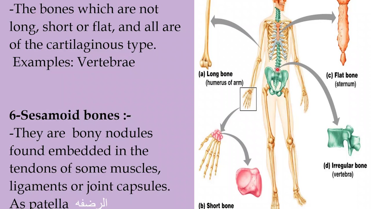 محاضرة تشريح بعنوان skeletal system الفرقة الاولى ترم اول د. حنان ابراهيم يوم الاربعاء 4-11-2020