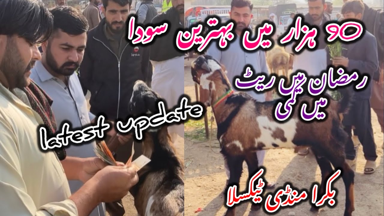  Bakra Mandi Taxila Latest update 28 February 2026#goat 