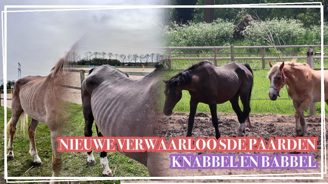 2 NIEUWE VERWAARLOOSDE PAARDEN VOORSTELLEN! || Paardzoektbaas