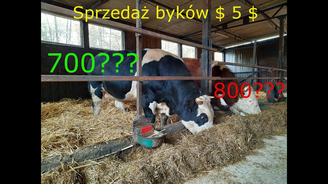 #63 Sprzedaż Bydła Opasowego na WBC & Byczki w wieku 22-23 Miesiące $ 5 $