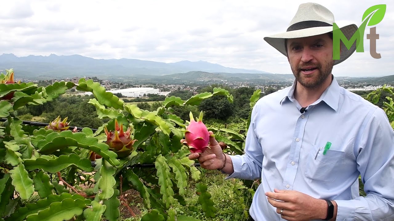 Fruta del dragón, un cultivo prometedor en Calvillo. Dragon fruit, a promising crop in Calvillo.