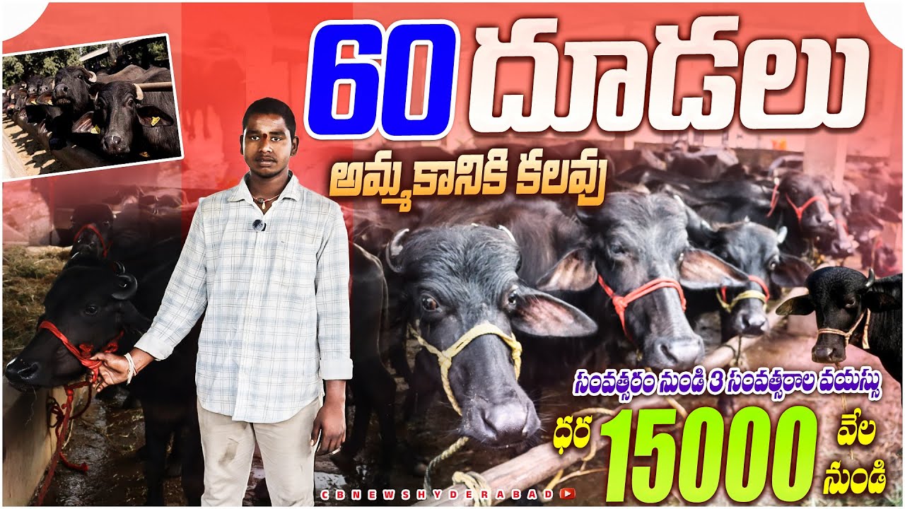 60 Calfs for sale | Murra Calfs for sale | దూడలు అమ్మకానికి కలవు | Calves for sale in Andhra| CBNews