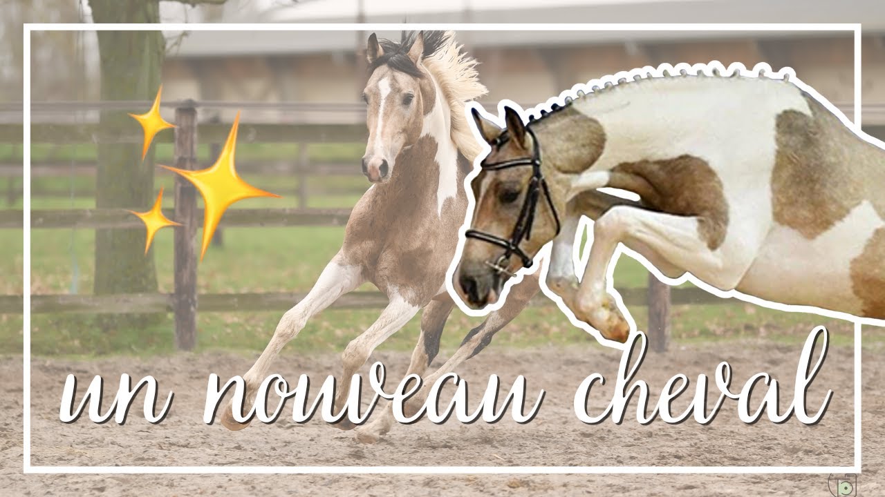 J'AI ACHETÉ UN CHEVAL ! 😱 🤩 🦄