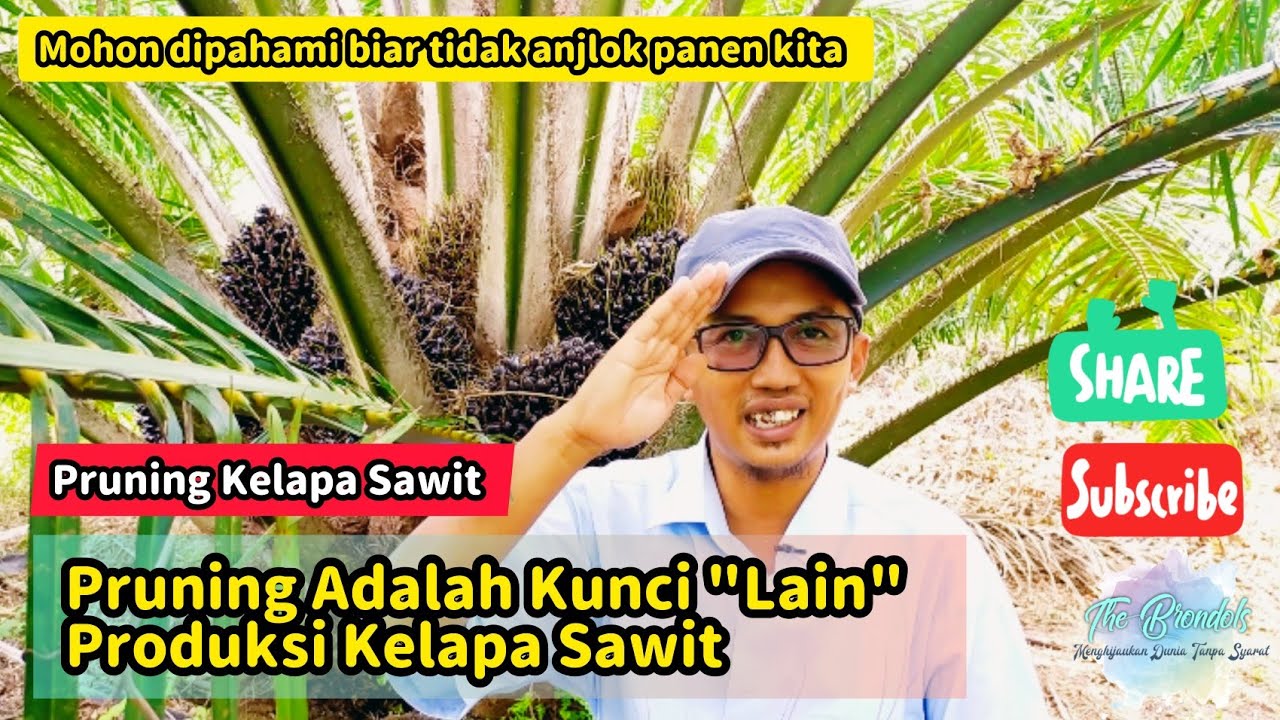 Managemen Pruning ||Pruning Adalah Kunci 