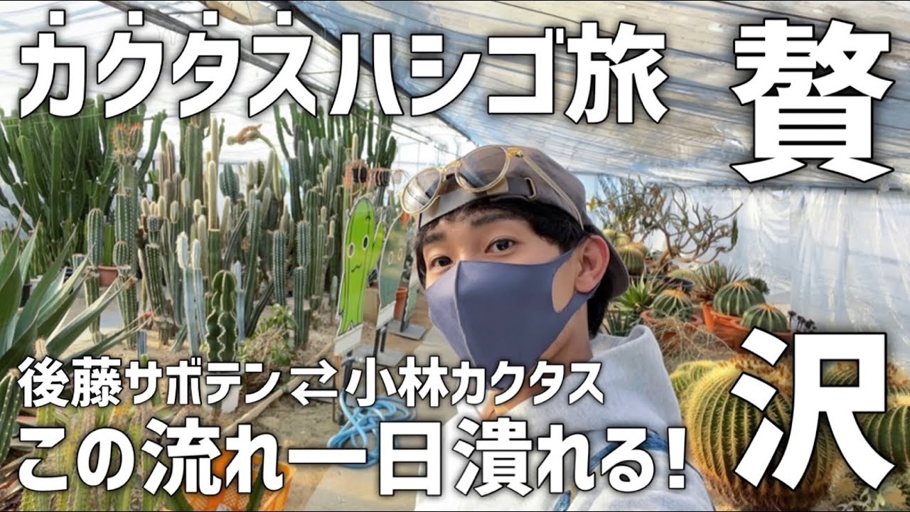 多肉好きなら後藤サボテン&小林カクタスの流れは完璧なcactusツアー!!