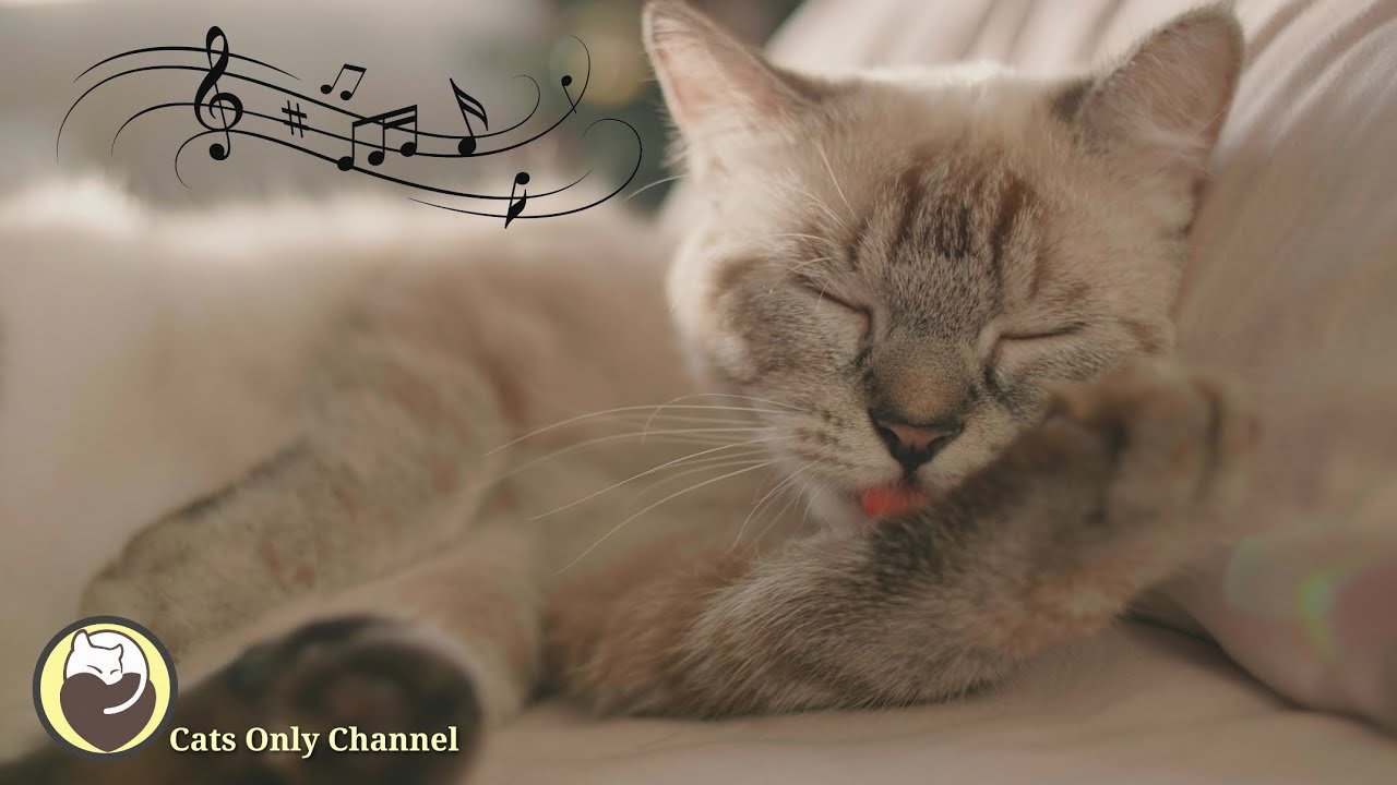 Soothing Music for Cats - Piano Music to Relax and Calm Cats