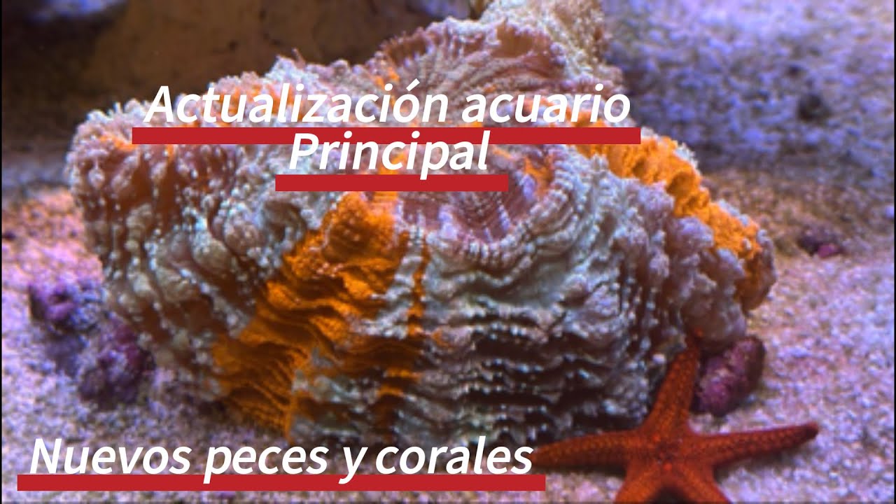 ACTUALIZACIÓN ACUARIO PRINCIPAL 21/12/25