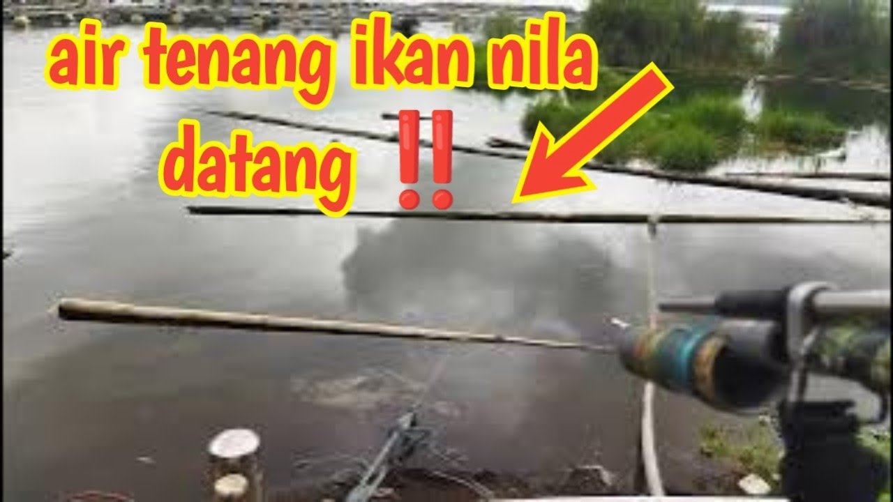 saat air tenang banyak ikan nila datang ‼️ paser mania