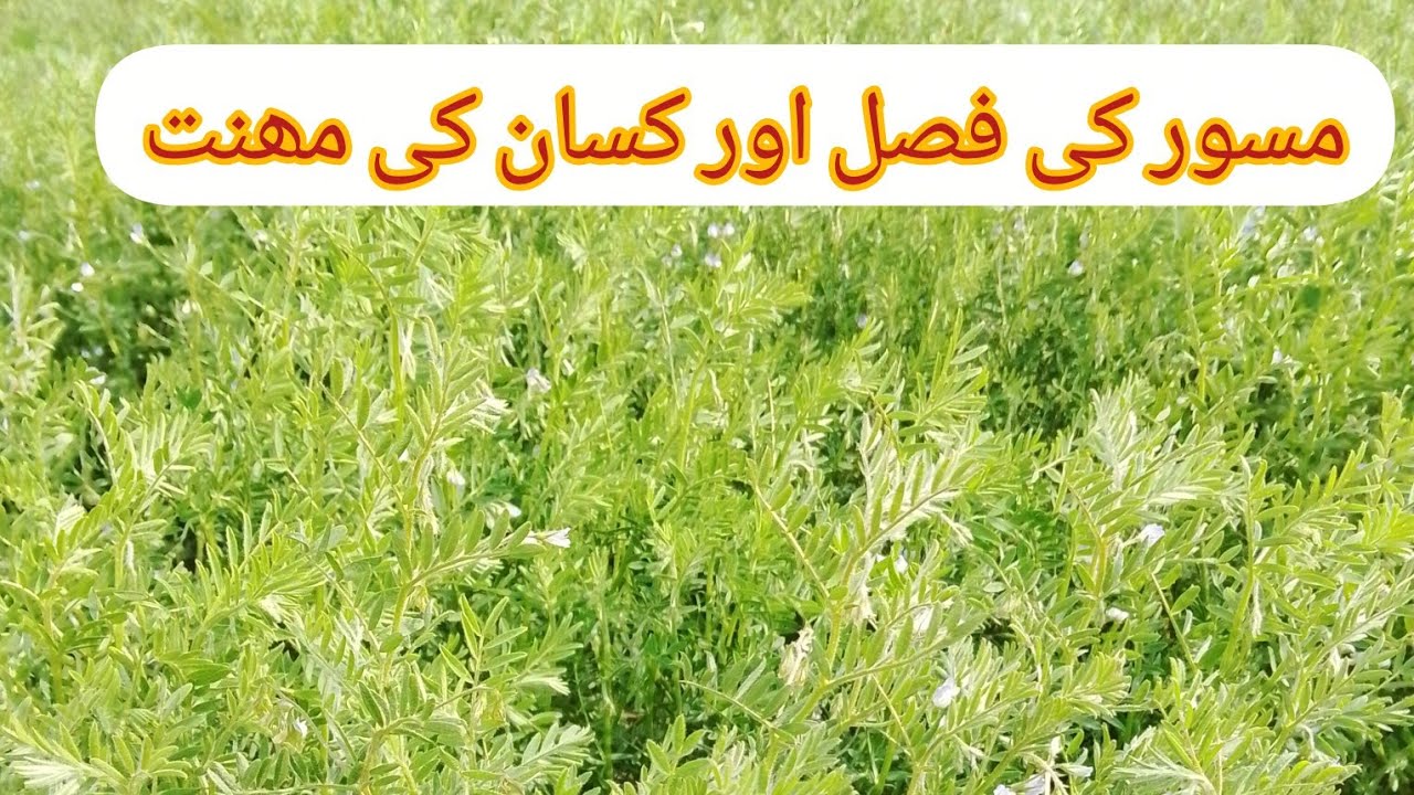 Khait Mn Lagi Masoor Ki Fasal Dhaik Ky Hm khosh Ho Gy || Kisan Ki Mehnat Zaroor Rang Lay Ge