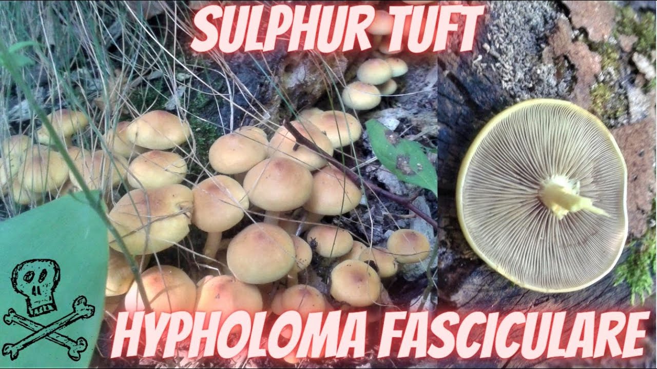 Sulfur Tuft (Hypholoma fasciculare) Sumporača
