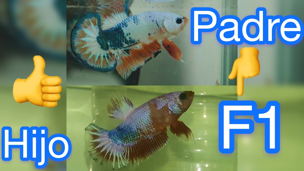 RETROCUZA EN PECES BETTA Ventajas y desventajas