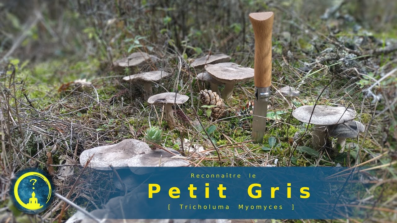 Reconnaître le Petit Gris [Tricholoma Myomyces]