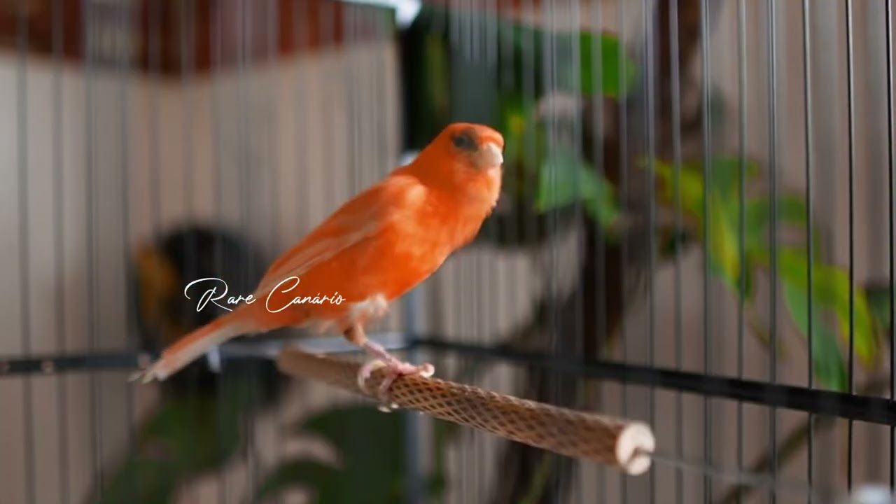 raro canto canário. muito bom para o seu mestre canário  HD  - Rare Canário