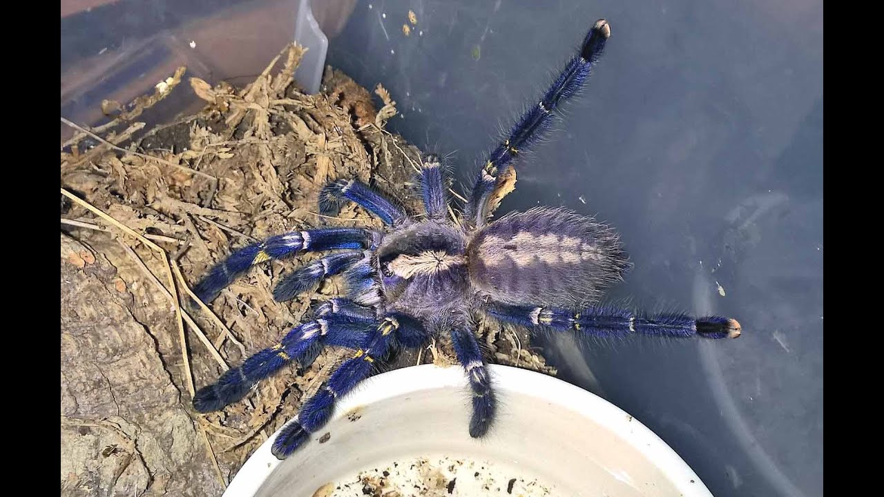 Poecilotheria metallica Husbandry 