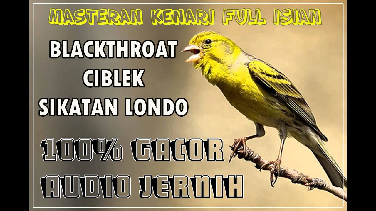 MASTERAN KENARI ISIAN BLACKTHROAT, CIBLEK DAN SIKATAN LONDO FULL MEWAH PARA JAWARANYA JAWARA
