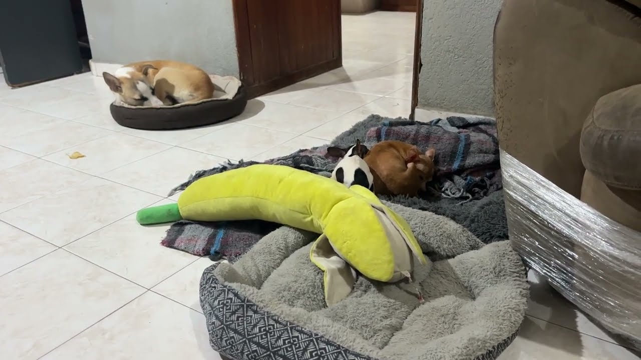 Una perrita muy especial 