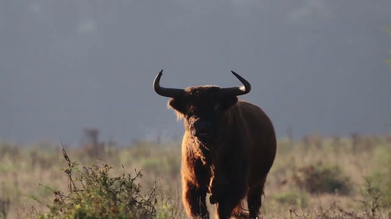 schotse hooglander maakt oer geluid