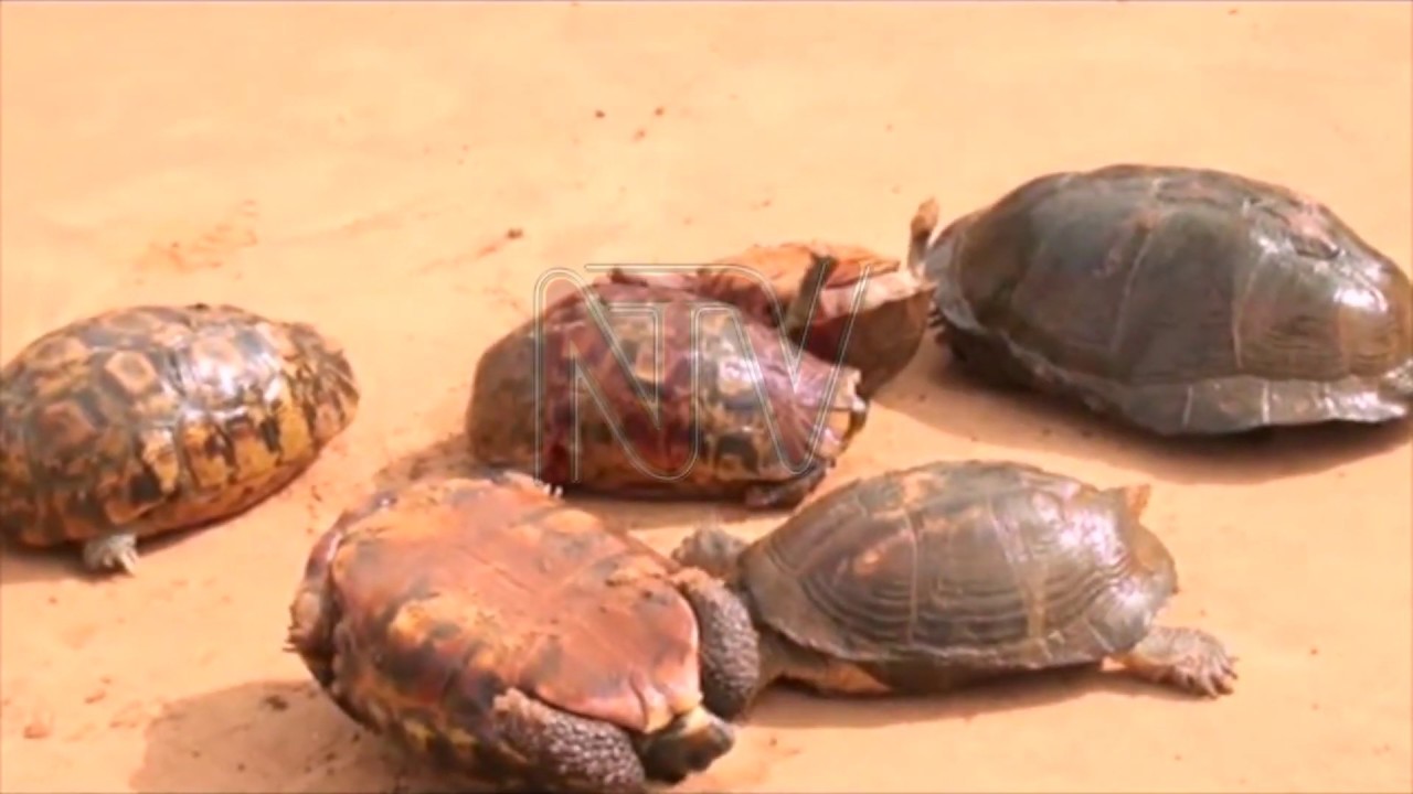 Sector players welcome new wildlife law, tough penalties