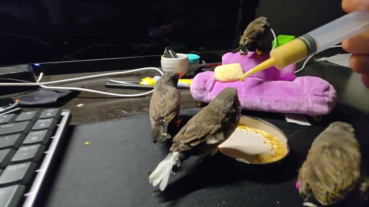 Zebra finches beeping before bed
