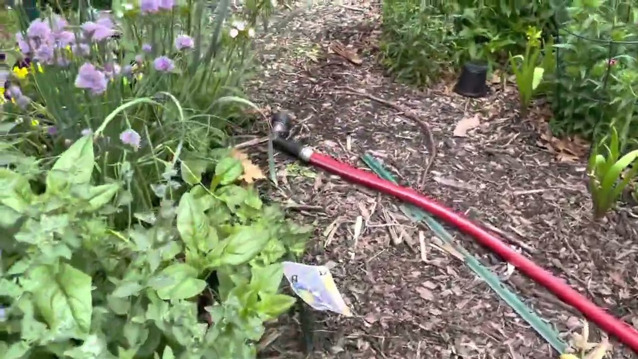 Chives, Como cultivar chives (cebollinos) cebollinos peregnes