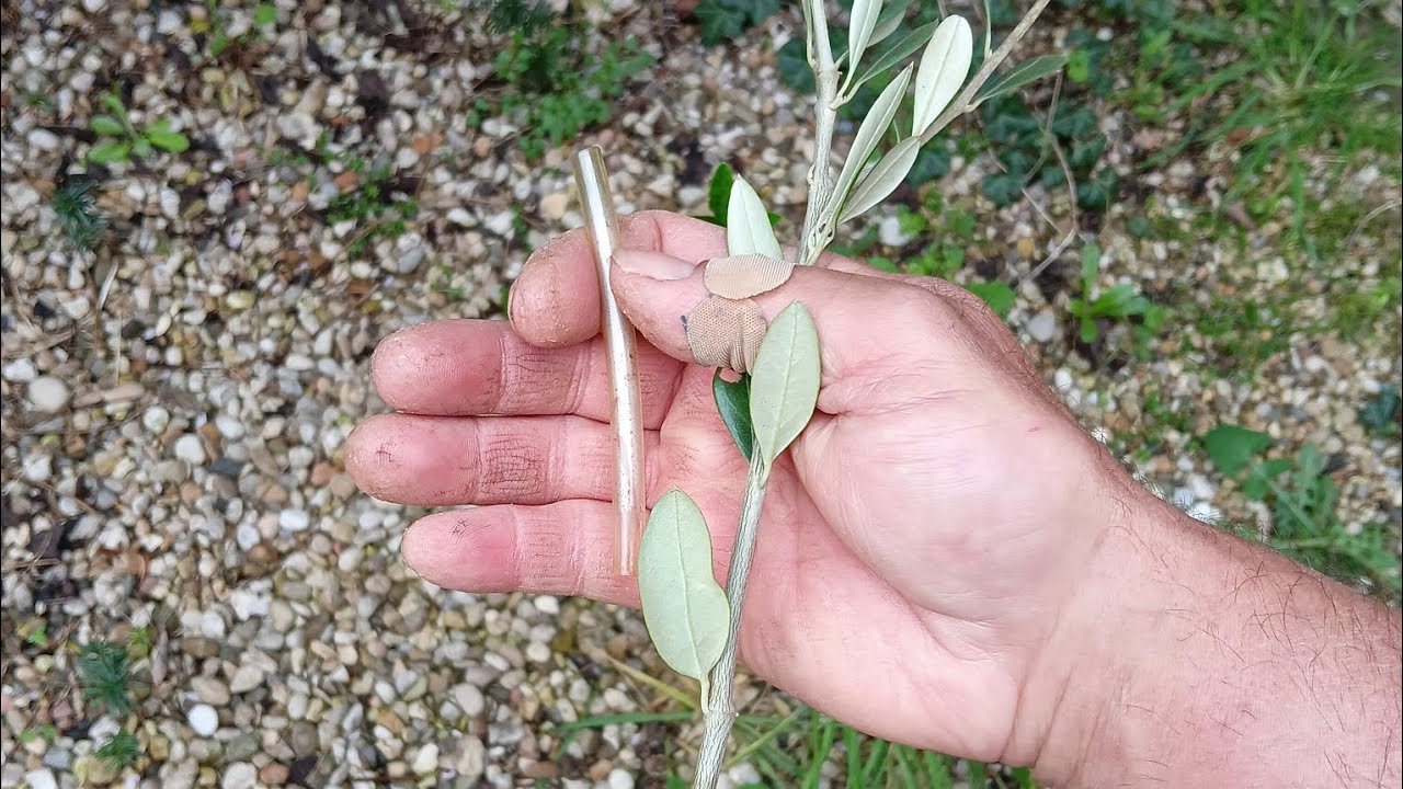 INNESTO SU ULIVO SELVATICO CON IL TUBINO IN GOMMA...🌿🌿🌿🌿👌