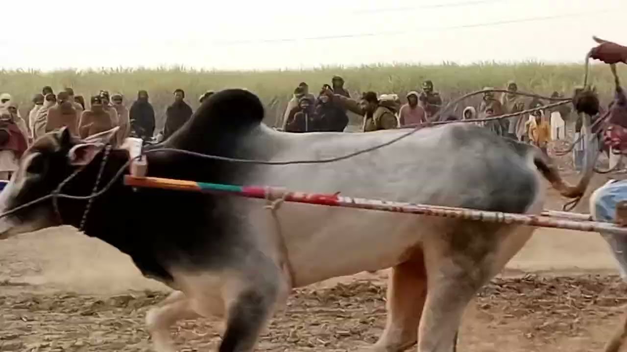 Bail jalsa in bahawalpur Pakistan