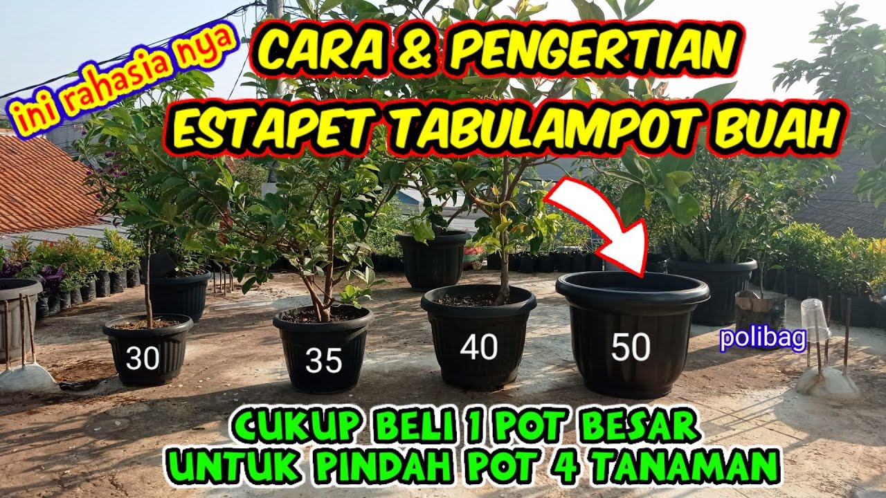 Cara Mudah Estapet Tabulampot Buah / Cara Pindah Pot Yang Benar