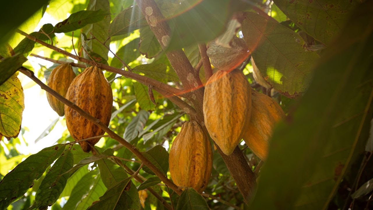 The Source of Chocolate | Valrhona & Xibun Estate, Belize