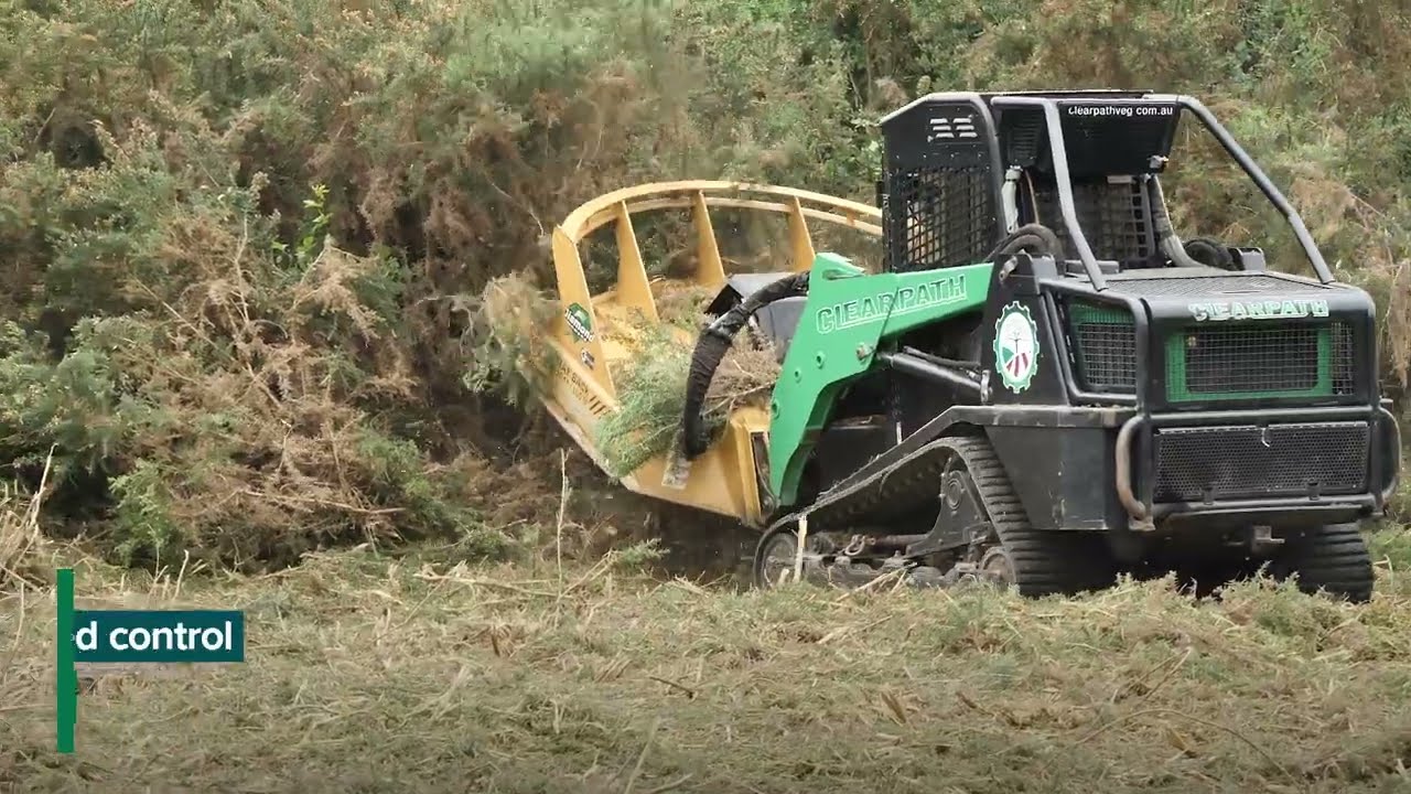 Tackling giant gorse infestation at Birdwood
