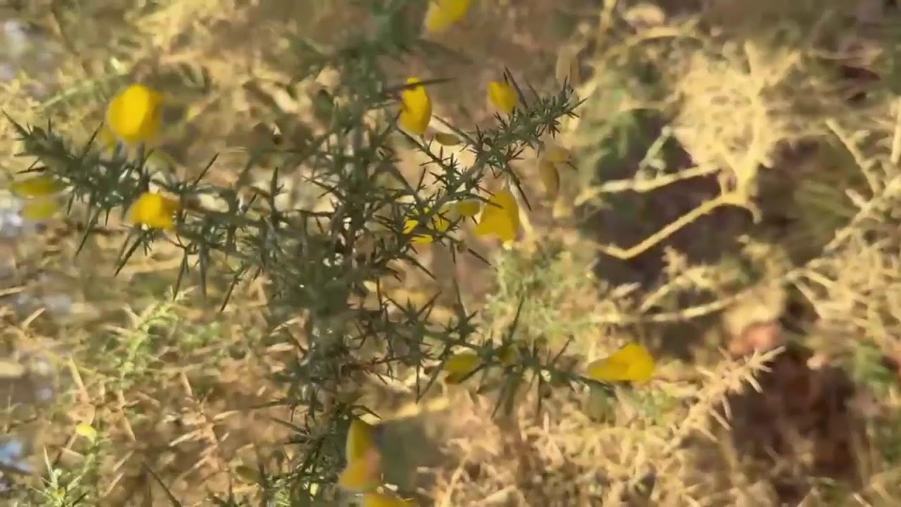 thorny flowers