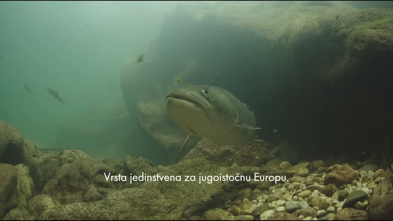 The river Drina, a Balkan icon | Stop Buk Bijela!