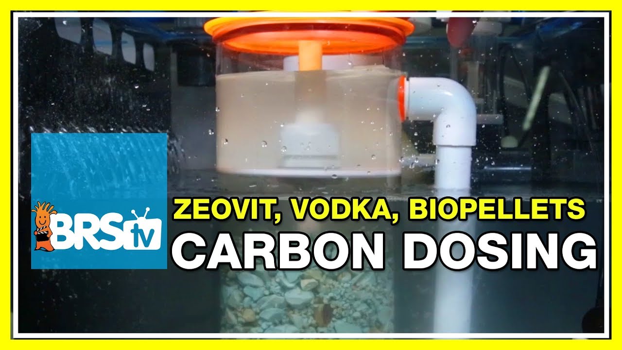 Week 26: How to Leverage Bacteria for a Cleaner Reef Tank. | 52 Weeks of Reefing