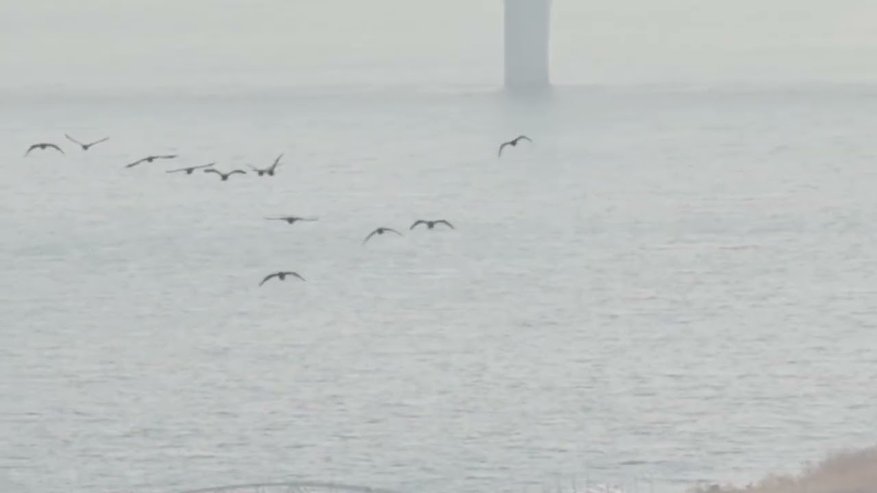 본적없을텐데.가마우지 잠자러 질서정연하게 이동 비행..