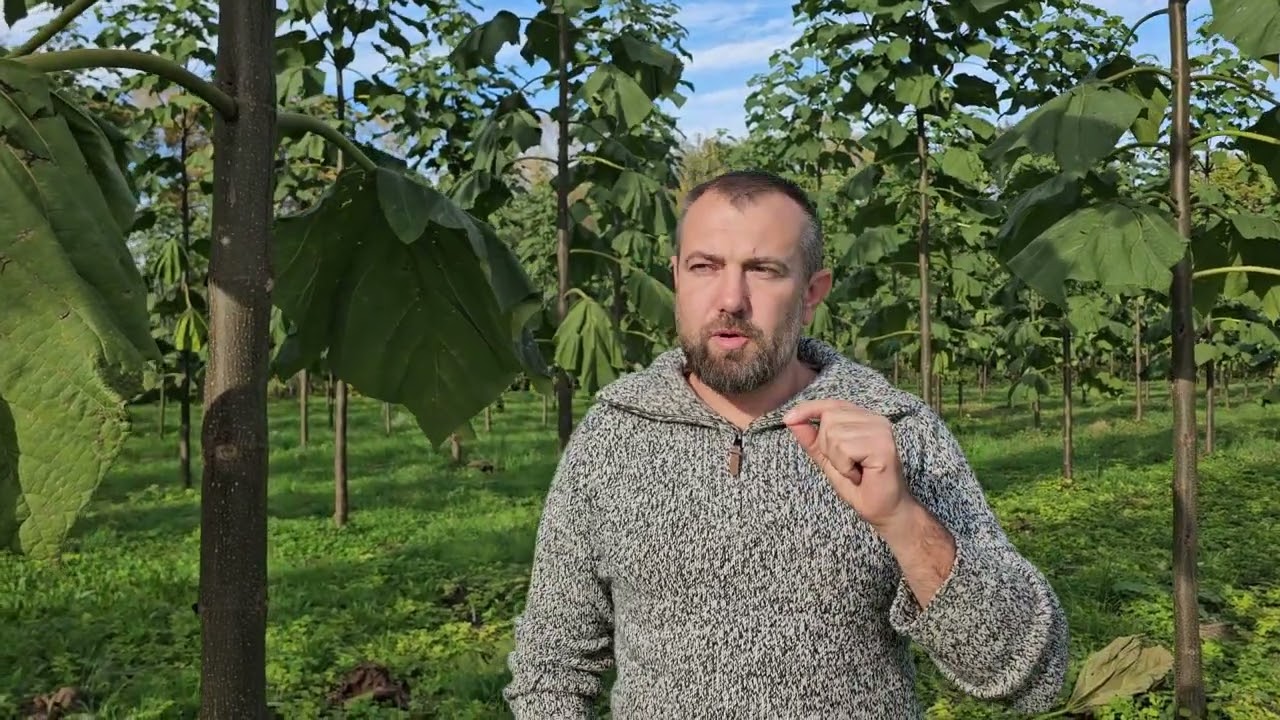 Kitermelés után visszasarjadt Ipari Császárfa ültetvény