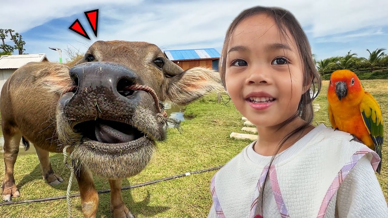 บริ้งค์ไบรท์ | เลี้ยงควาย 1 ตัว ที่สวนสัตว์ซูคาต้า อยุธยา