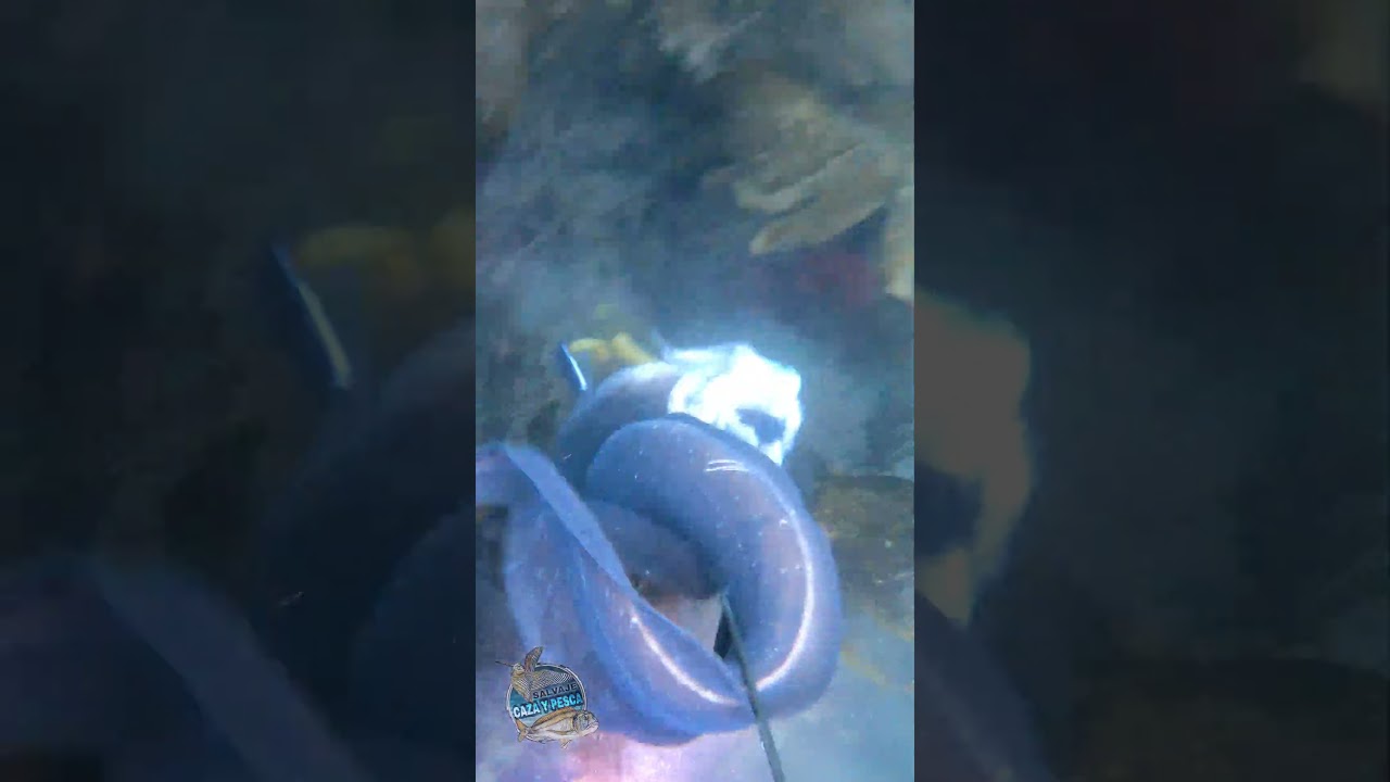CONGRIO COMIENDO UN PULPO ME ASUSTA A PESCA SUBMARINA
