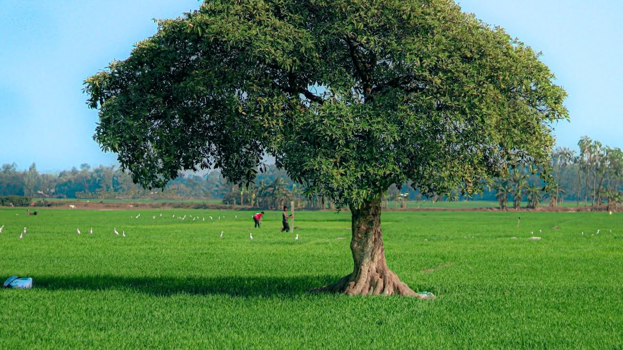 গ্রামের বাড়িতে গুরতে আসলাম ঢাকা টু চাঁদপুর