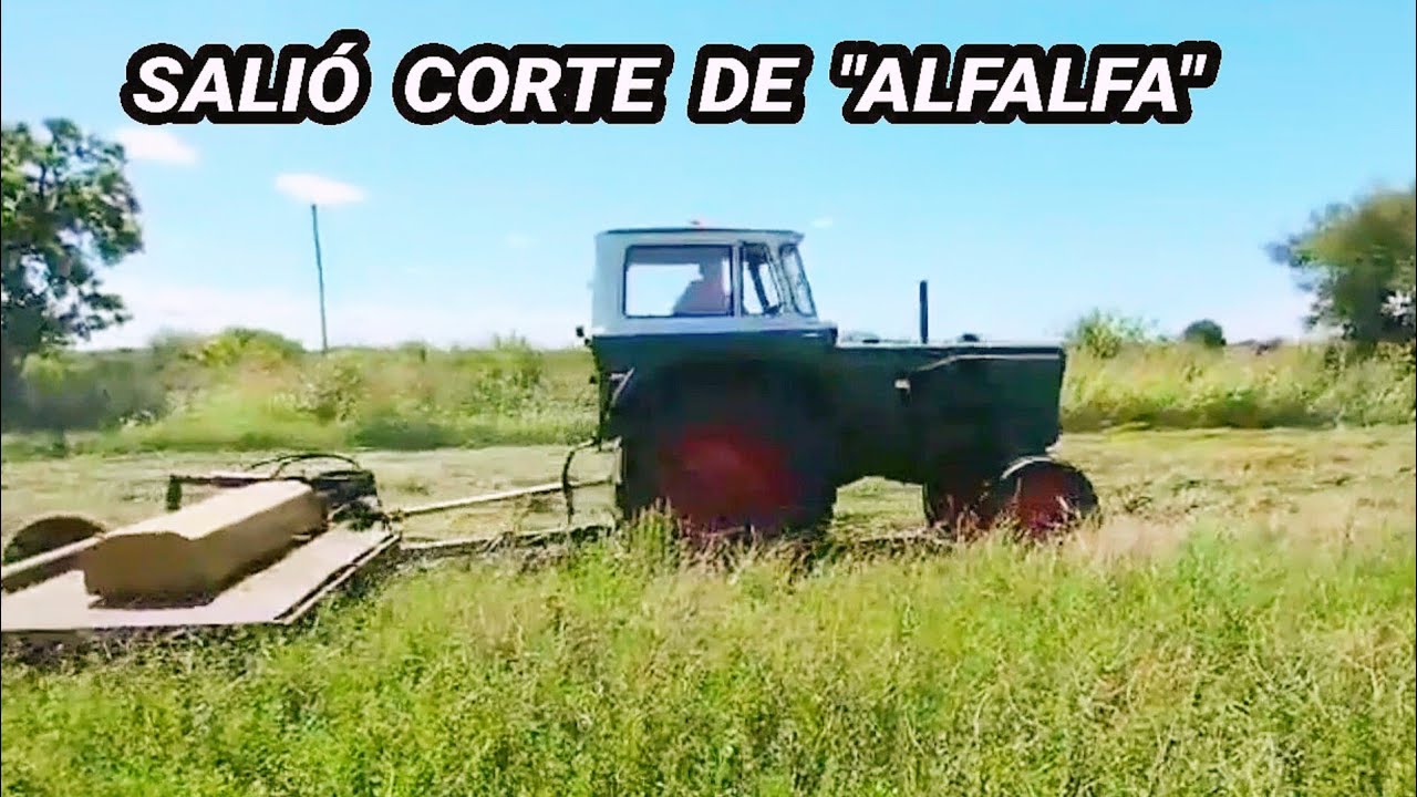 Cortando LOTE de ALFALFA con MALEZAS Para hacer Rollos