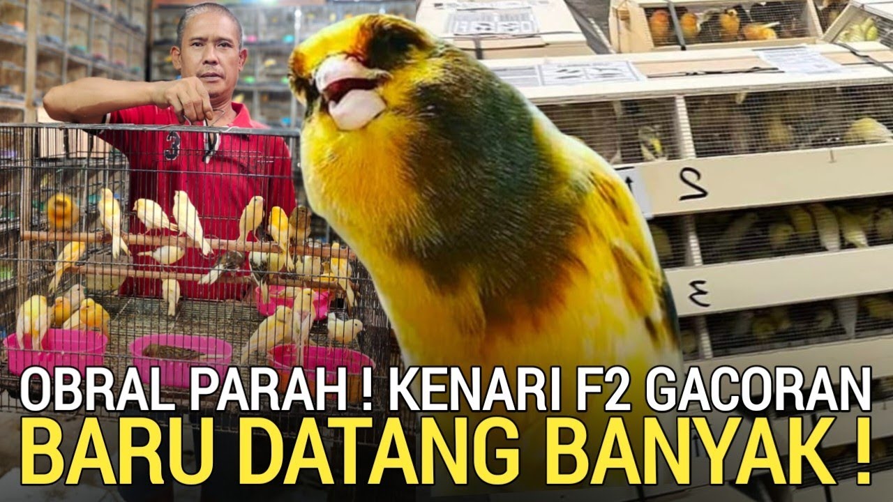 PASAR BURUNG ! GUDANG KENARI DI OBRALAN SAMPAI 80RB PER EKOR PASAR BURUNG PRAMUKA KIOS BAJANG