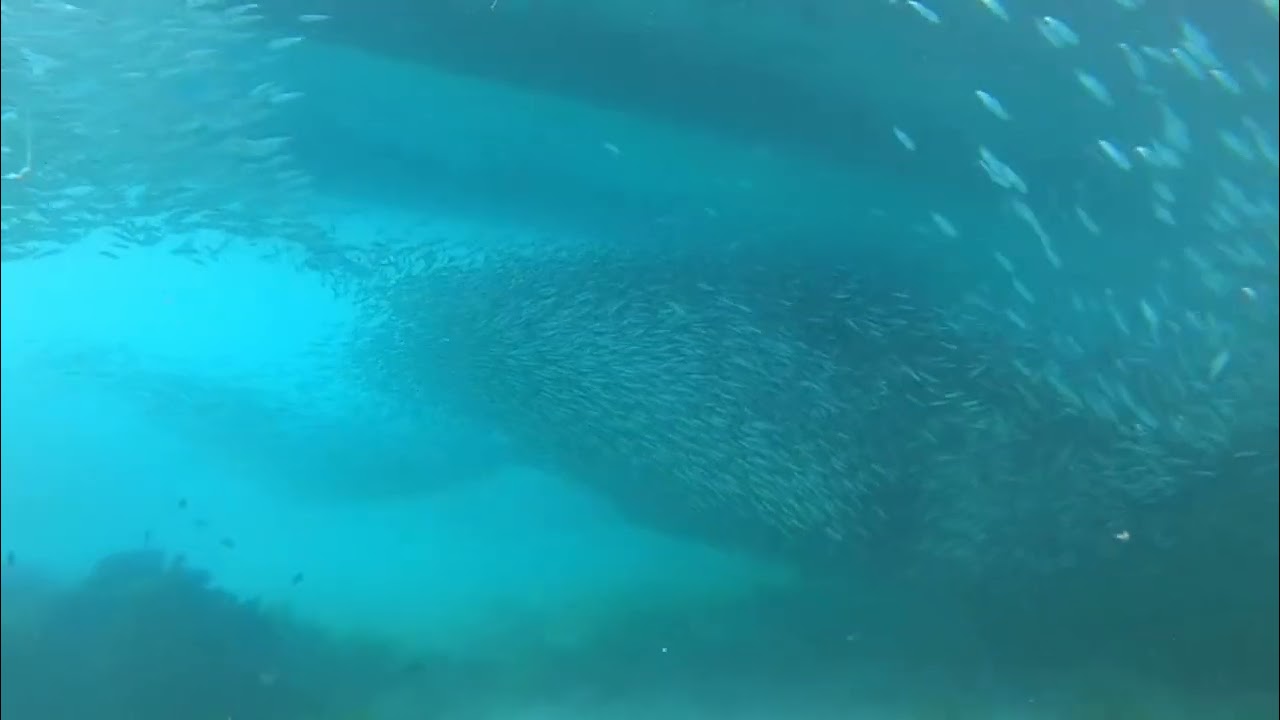 Sardines in BOHOL -Philippines