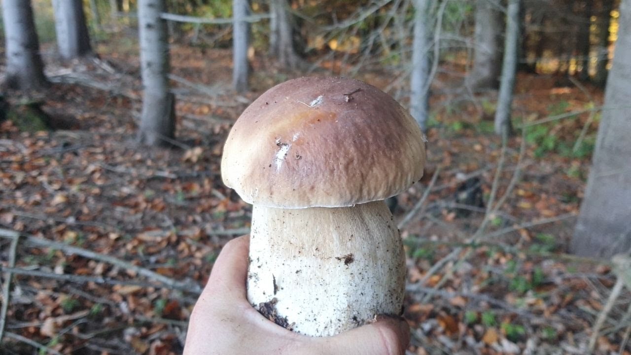 Grzyby 2022.BOROWIKOWY ARMAGEDON. BOROWIKI jak Granaty. Beskid Niski. Mushrooms Pilze,boletus edulis
