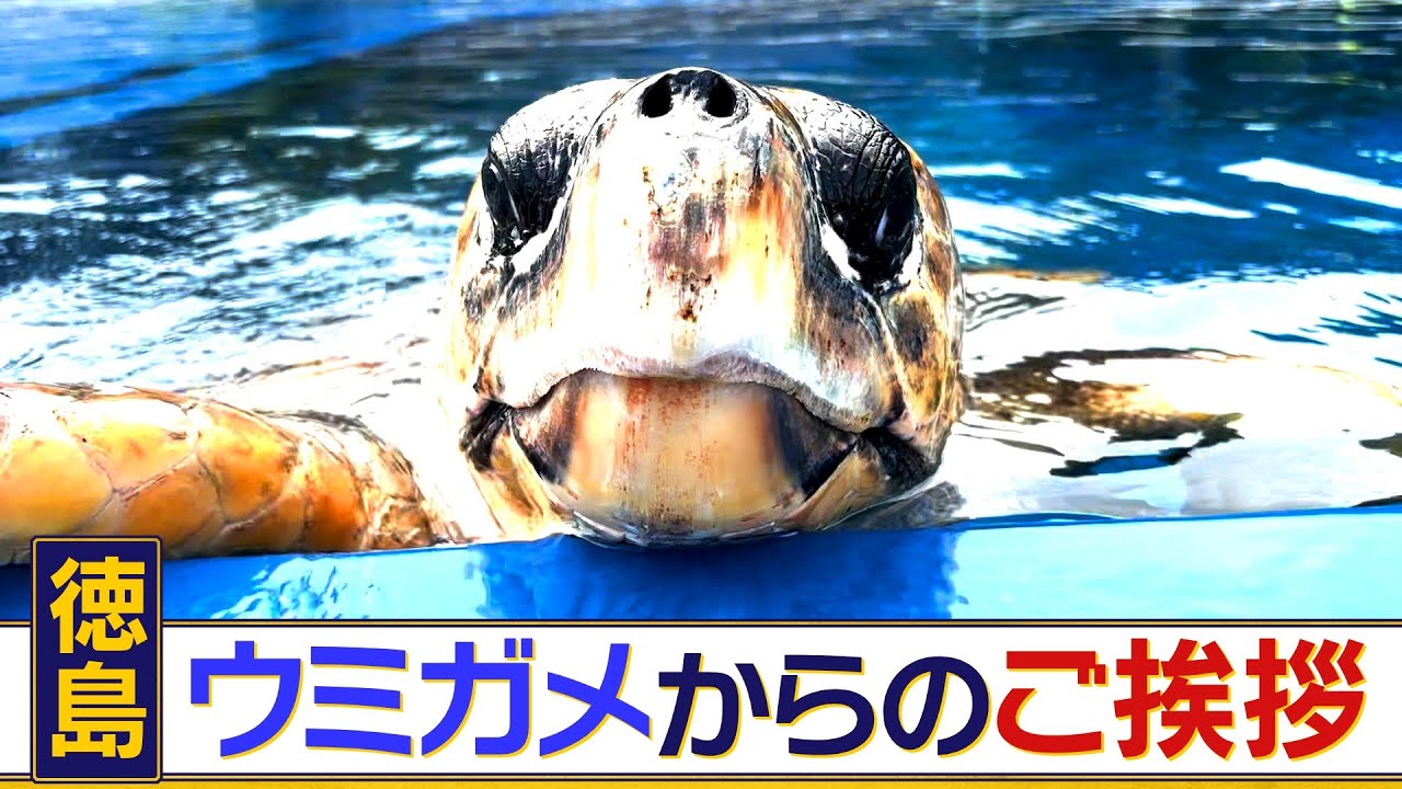 人に慣れ過ぎたウミガメが発見！？　徳島県美波町でウミガメのピンチを救う専門博物館の復活への挑戦　グルメからパワースポットまで名物満載