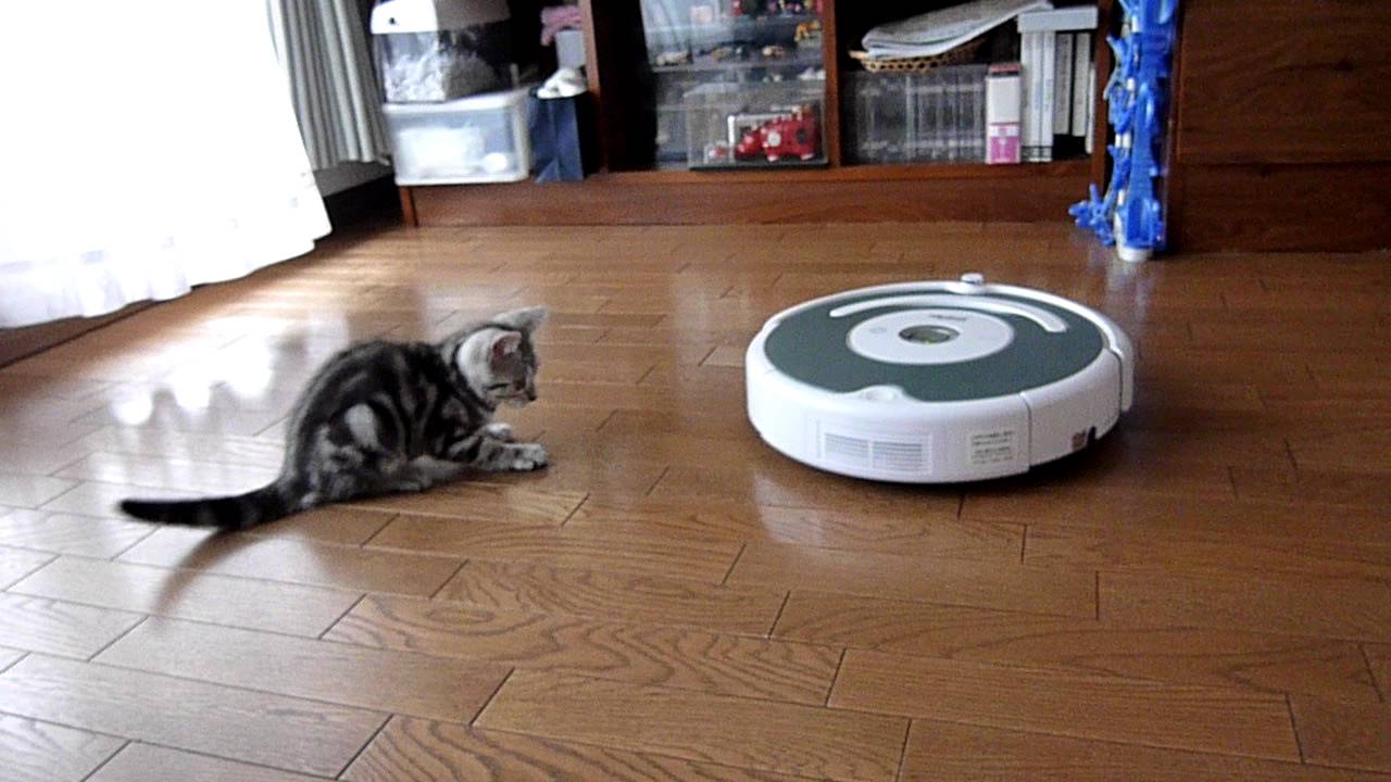 子猫とルンバ