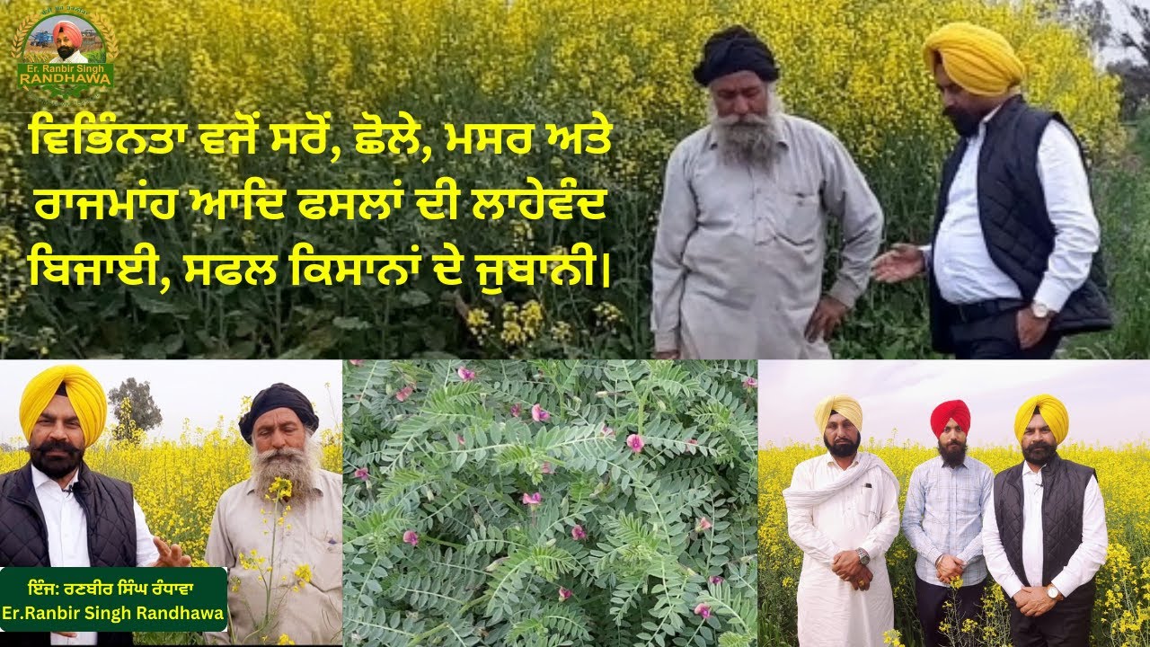 Mustard Gram Masar Rajmanh Will Be Profitable Cultivation As Crop Diversification.